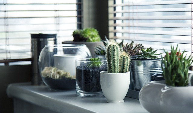 Succulents in pots on windowshelf