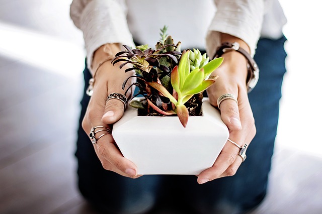 Person holding a pot with succulents