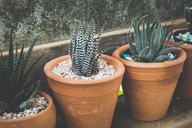 Succulents in pots on wooden-shelf