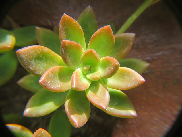 Red/green succulent