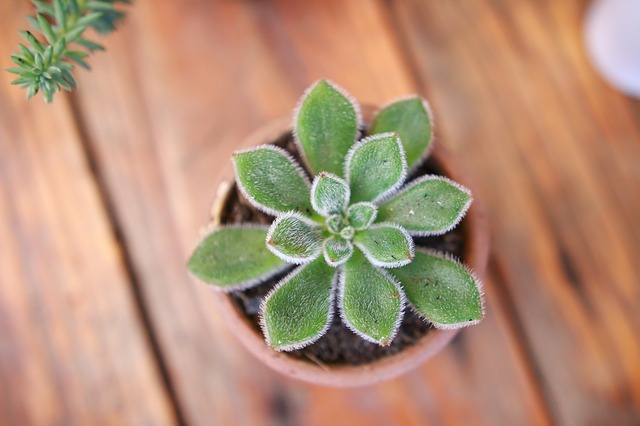 Succulent in pot