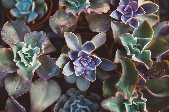 Multiple succulents