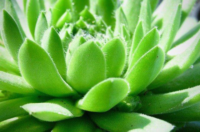 Close-up of succulent