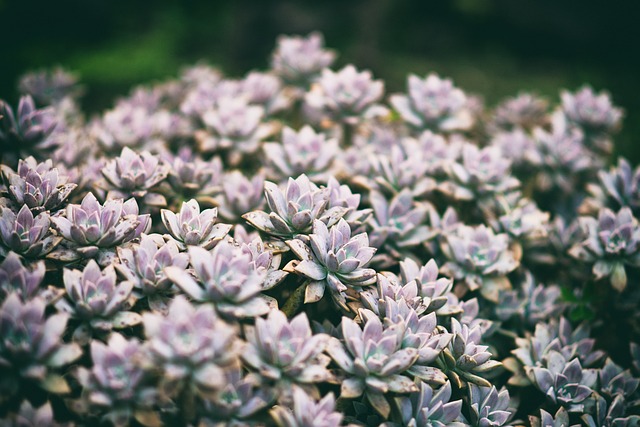 Multiple light-purple succulents