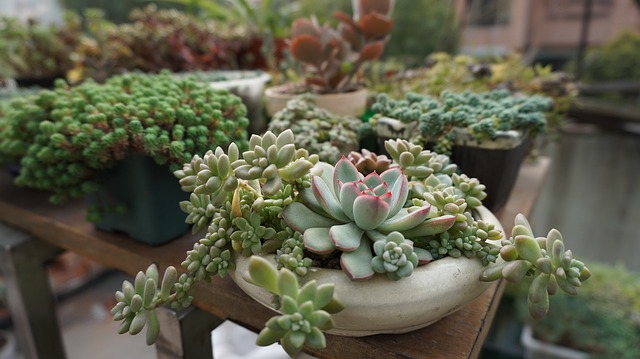 Table of succulents in pots