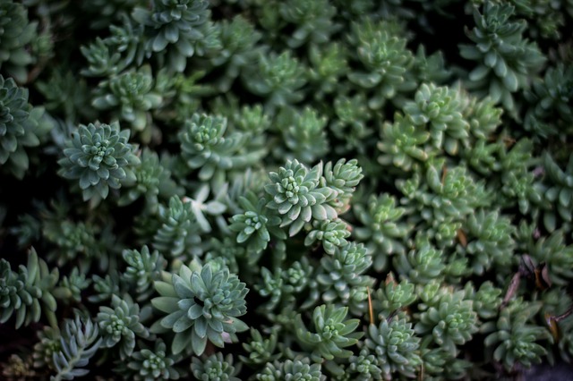 Multiple green succulents